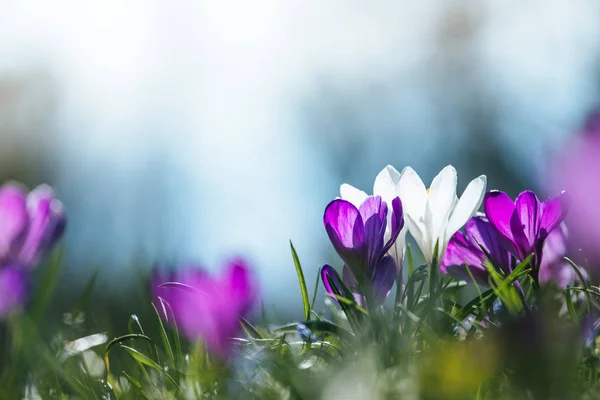 Na Primavera. Flores de primavera em luz solar, natureza ao ar livre. cro selvagem — Fotografia de Stock