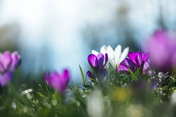 Na Primavera. Flores de primavera em luz solar, natureza ao ar livre. cro selvagem — Fotografia de Stock