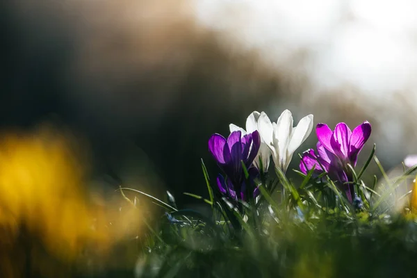 Au printemps. Fleurs printanières au soleil, nature extérieure. Cro sauvage — Photo