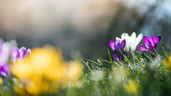 Bahar. Güneş ışığı, açık doğa bahar çiçeklenir. Vahşi cro