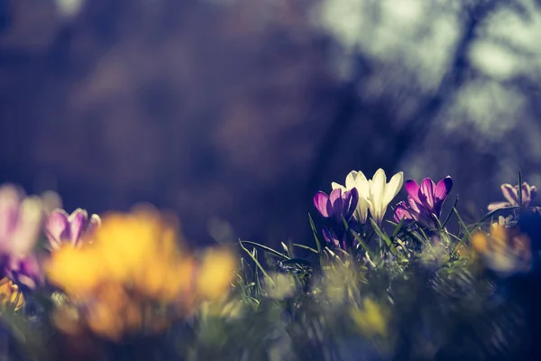 Springtime. Spring flowers in sunlight, outdoor nature. Wild cro — Stock Photo, Image