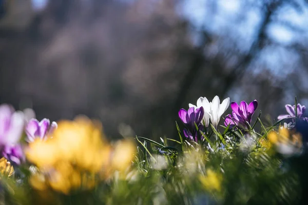 Lente. Lente bloemen in het zonlicht, buiten natuur. Wild cro — Stockfoto