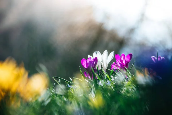 Springtime. Spring flowers in sunlight, outdoor nature. Wild cro — Stock Photo, Image