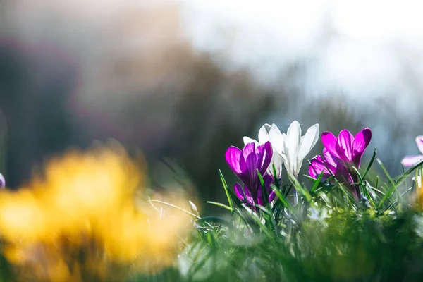 Primavera. Flores de primavera a la luz del sol, naturaleza al aire libre. Cromo salvaje — Foto de Stock