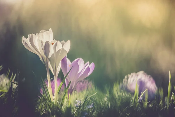 봄 날입니다. 햇빛, 야외 자연에서에서 봄 꽃입니다. 야생 cro — 스톡 사진