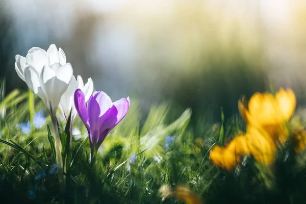 Primavera. Flores de primavera a la luz del sol, naturaleza al aire libre. Cromo salvaje — Foto de Stock