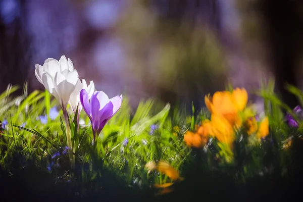 Springtime. Spring flowers in sunlight, outdoor nature. Wild cro — Stock Photo, Image