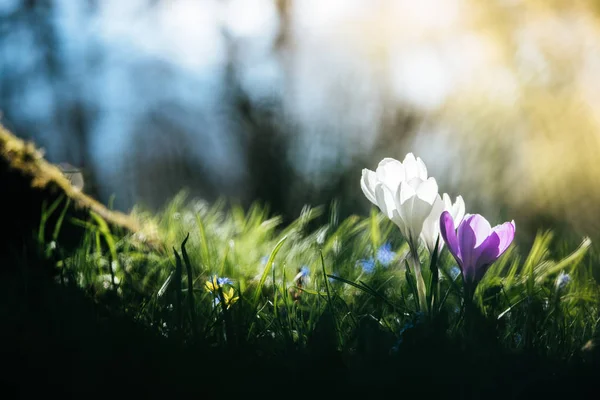 Jaro. Jarní květiny na slunci, venkovní přírody. Divoké cro — Stock fotografie