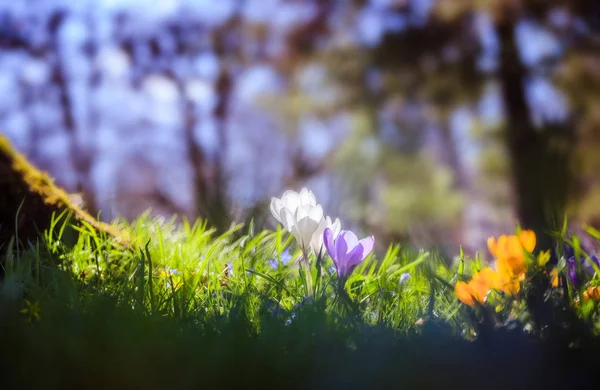 Springtime. Spring flowers in sunlight, outdoor nature. Wild cro — Stock Photo, Image