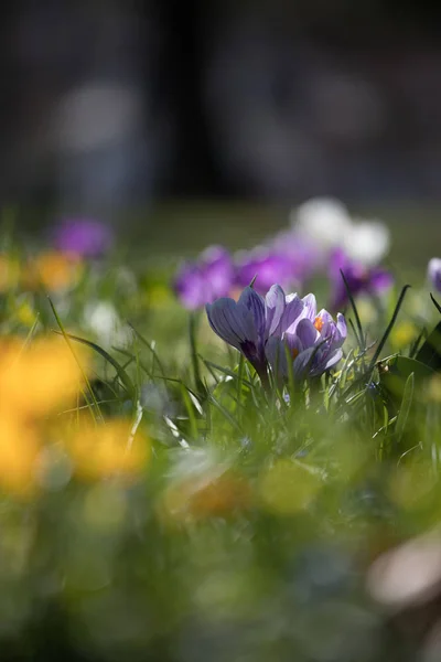 Springtime. Spring flowers in sunlight, outdoor nature. Wild cro — Stock Photo, Image