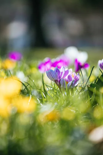 Springtime. Spring flowers in sunlight, outdoor nature. Wild cro — Stock Photo, Image