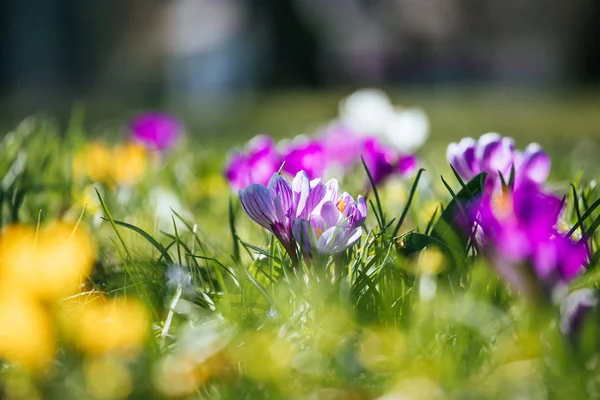 Springtime. Spring flowers in sunlight, outdoor nature. Wild cro — Stock Photo, Image