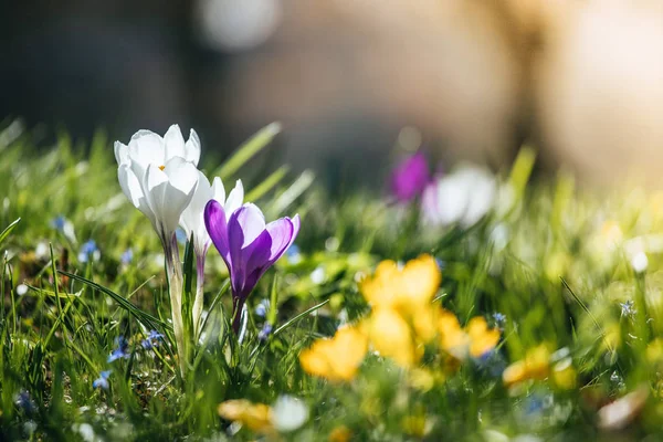 Springtime. Spring flowers in sunlight, outdoor nature. Wild cro — Stock Photo, Image