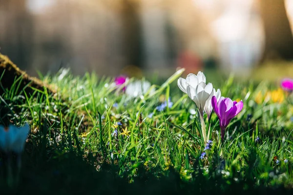 Springtime. Spring flowers in sunlight, outdoor nature. Wild cro — Stock Photo, Image