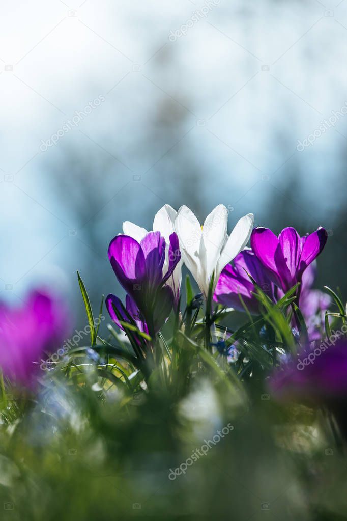 Springtime. Spring flowers in sunlight, outdoor nature. Wild cro