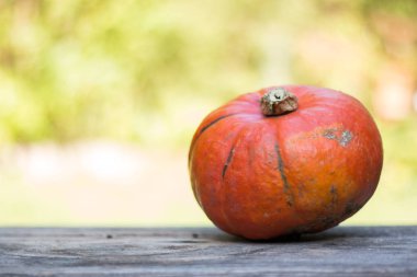 Sonbahar ve hasat: kabak rustik, ahşap tabl üzerinde yalan