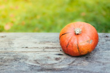 Sonbahar ve hasat: kabak rustik, ahşap tabl üzerinde yalan