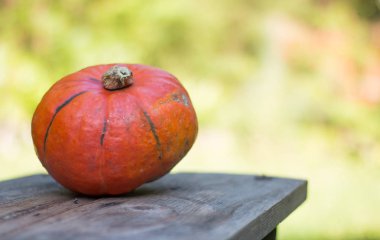 Sonbahar ve hasat: kabak rustik, ahşap tabl üzerinde yalan