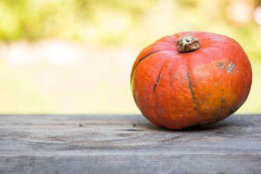 Sonbahar ve hasat: kabak rustik, ahşap tabl üzerinde yalan