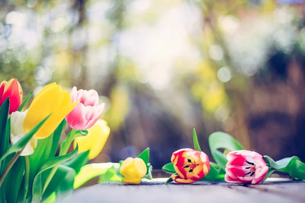 Аранжування барвистих весняних квітів у власному саду розмиті — стокове фото