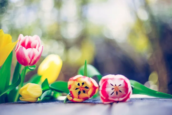 ぼやけて自身の庭のカラフルな春の花のアレンジメント — ストック写真