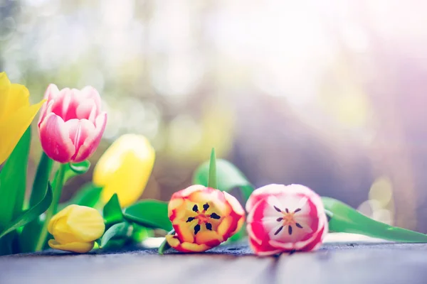 ぼやけて自身の庭のカラフルな春の花のアレンジメント — ストック写真