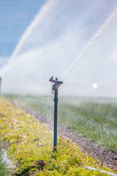 Système de plantes d'irrigation sur un champ, l'agriculture et les plantes — Photo