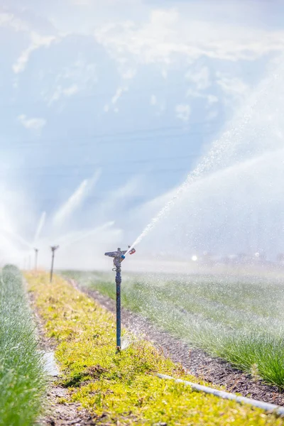 Système de plantes d'irrigation sur un champ, l'agriculture et les plantes — Photo