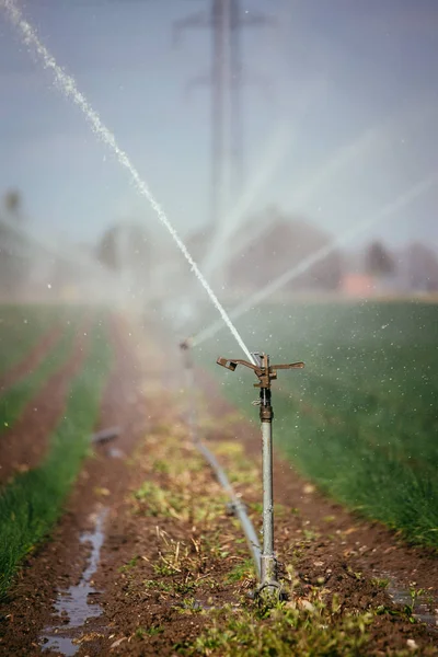 Sistema de plantas de riego en un campo, agricultura y plantas —  Fotos de Stock