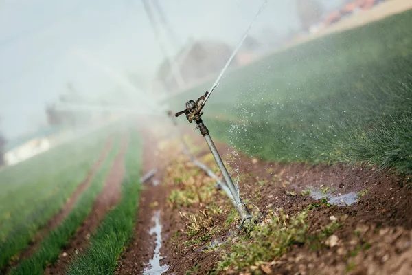 Sistema de plantas de riego en un campo, agricultura y plantas —  Fotos de Stock