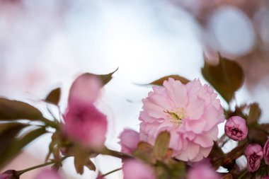 Bahar: Pembe çiçekleri, güzellik ile çiçek açan ağaç