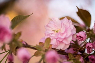 Bahar: Pembe çiçekleri, güzellik ile çiçek açan ağaç