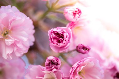 Bahar: Pembe çiçekleri, güzellik ile çiçek açan ağaç