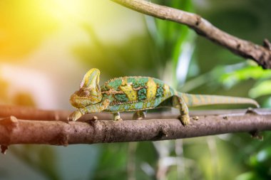 Hayvanat bahçesinde bukalemun: Bir bukalemun tırmanma yakın çekim resmi o