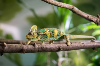 Hayvanat bahçesinde bukalemun: Bir bukalemun tırmanma yakın çekim resmi o