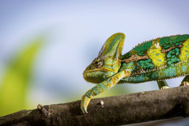 Hayvanat bahçesinde bukalemun: Bir bukalemun tırmanma yakın çekim resmi o