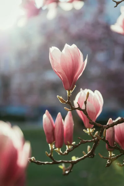 Primavera: Albero fiorito con fiori di magnolia rosa, bellezza — Foto Stock