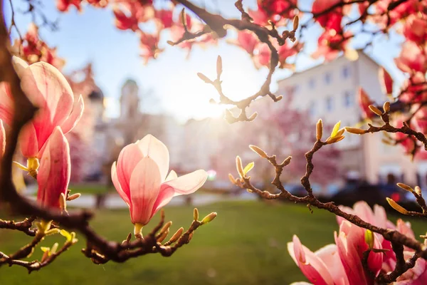 Lente: bloeiende boom met roze Magnolia bloesems, schoonheid — Stockfoto