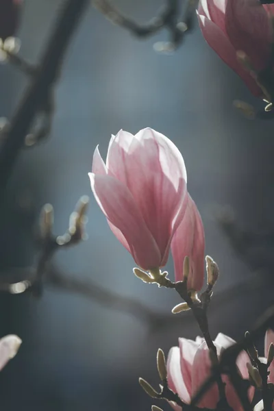 Springtime: Blooming tree with pink magnolia blossoms, beauty — Stock Photo, Image