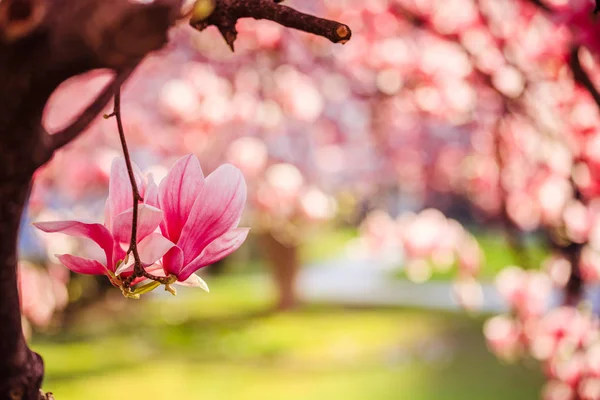 Primavera: Árbol floreciente con flores de magnolia rosa, belleza — Foto de Stock