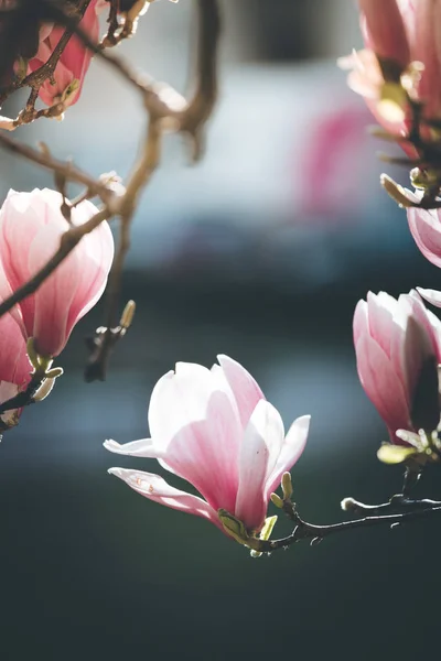 Primavera: Árbol floreciente con flores de magnolia rosa, belleza — Foto de Stock