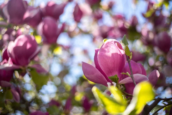 Весна: Цветущее дерево с розовыми цветами, красота — стоковое фото