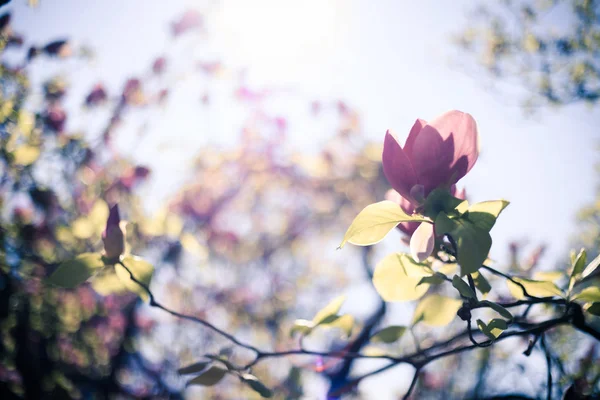 Primavera: árvore florescente com flores cor-de-rosa, beleza — Fotografia de Stock