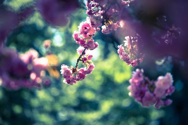 Wiosna: kwitnące drzewo z różowymi kwiatami, piękno. Przestrzeń tekstowa — Zdjęcie stockowe
