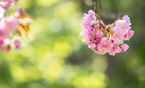 Bahar: Pembe çiçekleri, güzellik ile çiçek açan ağaç. Metin alanı — Stok fotoğraf