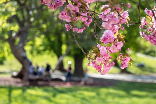 Jaro: Kvetoucí strom s růžovými květy, krasavice. Textové pole — Stock fotografie