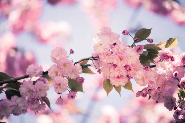 Tavasz: virágzó fa, rózsaszín virágok, a szépség — Stock Fotó