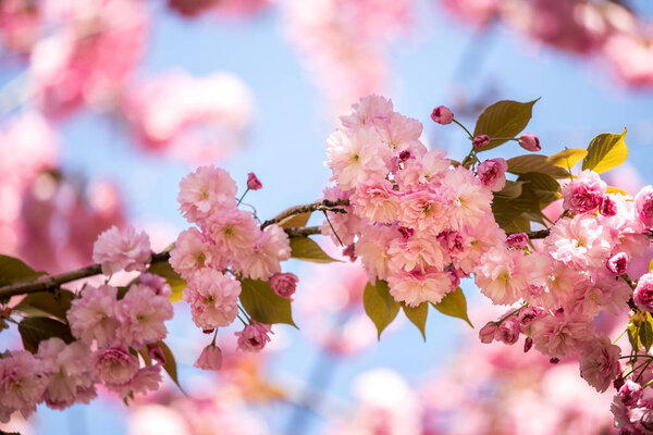Springtime: Blooming tree with pink blossoms, beauty. Blue sky. 