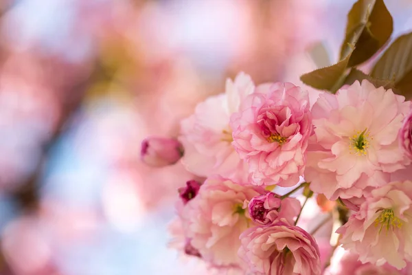 Jaro: Kvetoucí strom s růžovými květy, krása — Stock fotografie