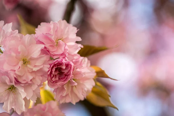 Wiosna: kwitnące drzewo z różowymi kwiatami, piękno — Zdjęcie stockowe